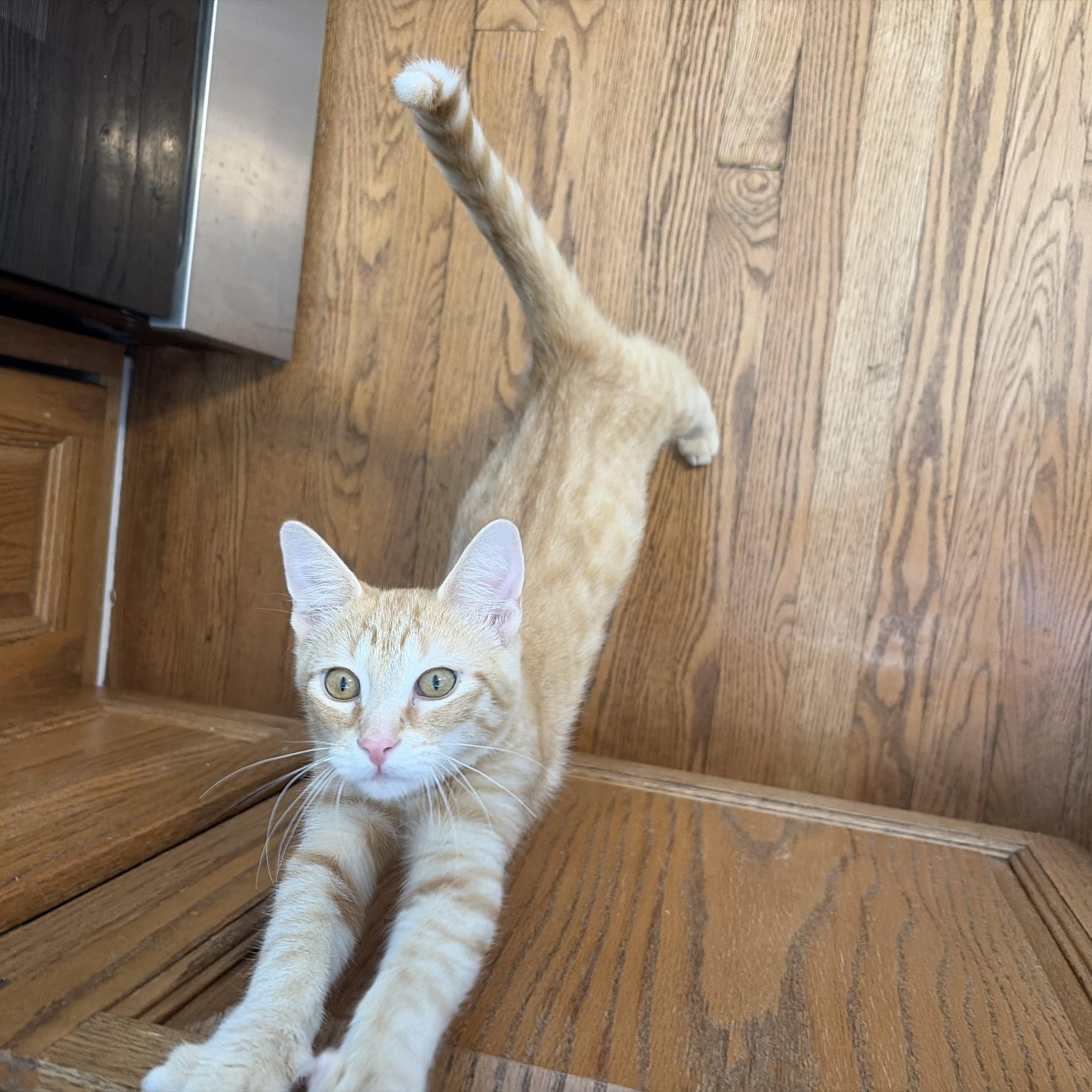 Mikael, a ADOPTABLE Domestic Short Hair in South Lyon, MI image 3/4
