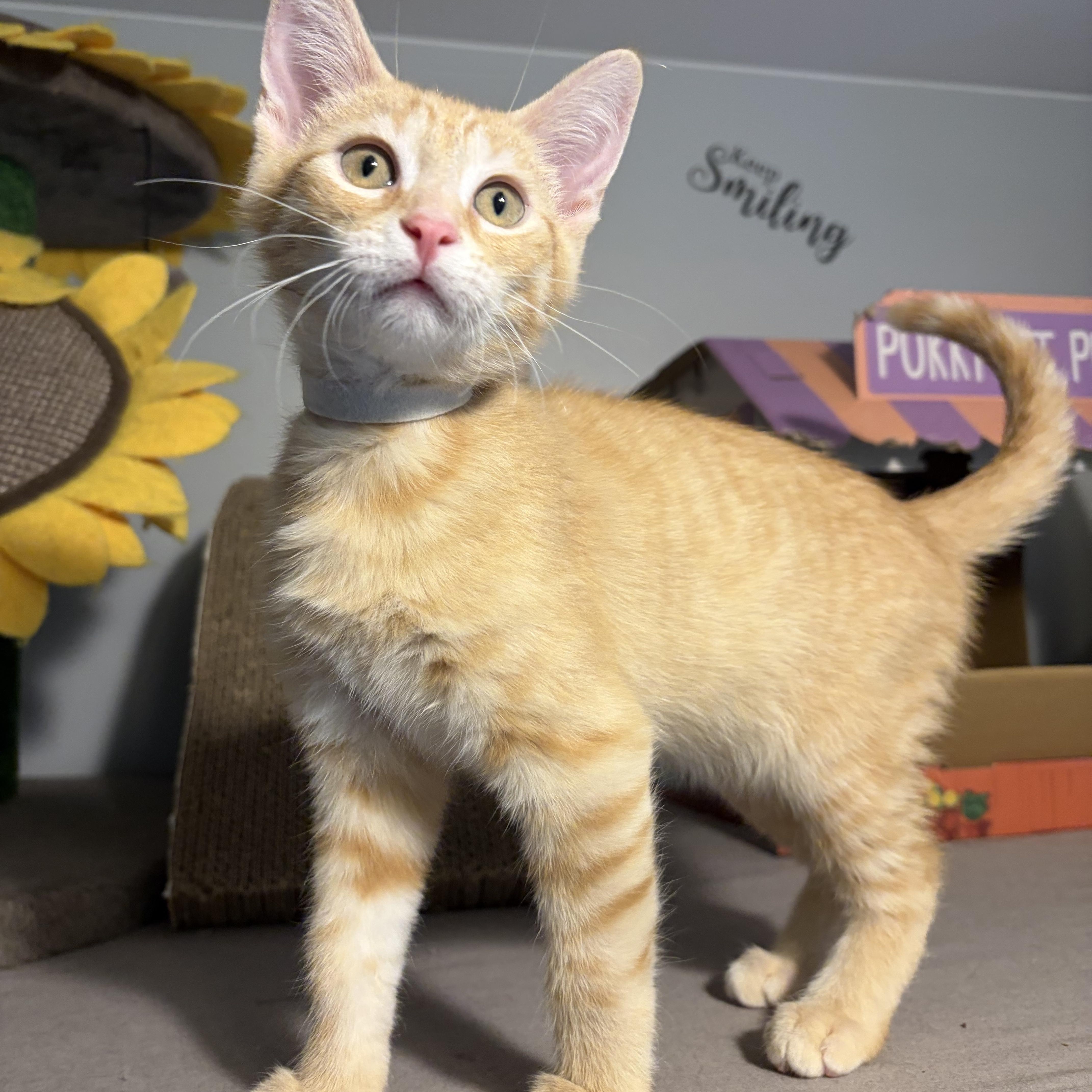 Enlarge Mikael, a ADOPTABLE Domestic Short Hair in South Lyon, MI image 3/5