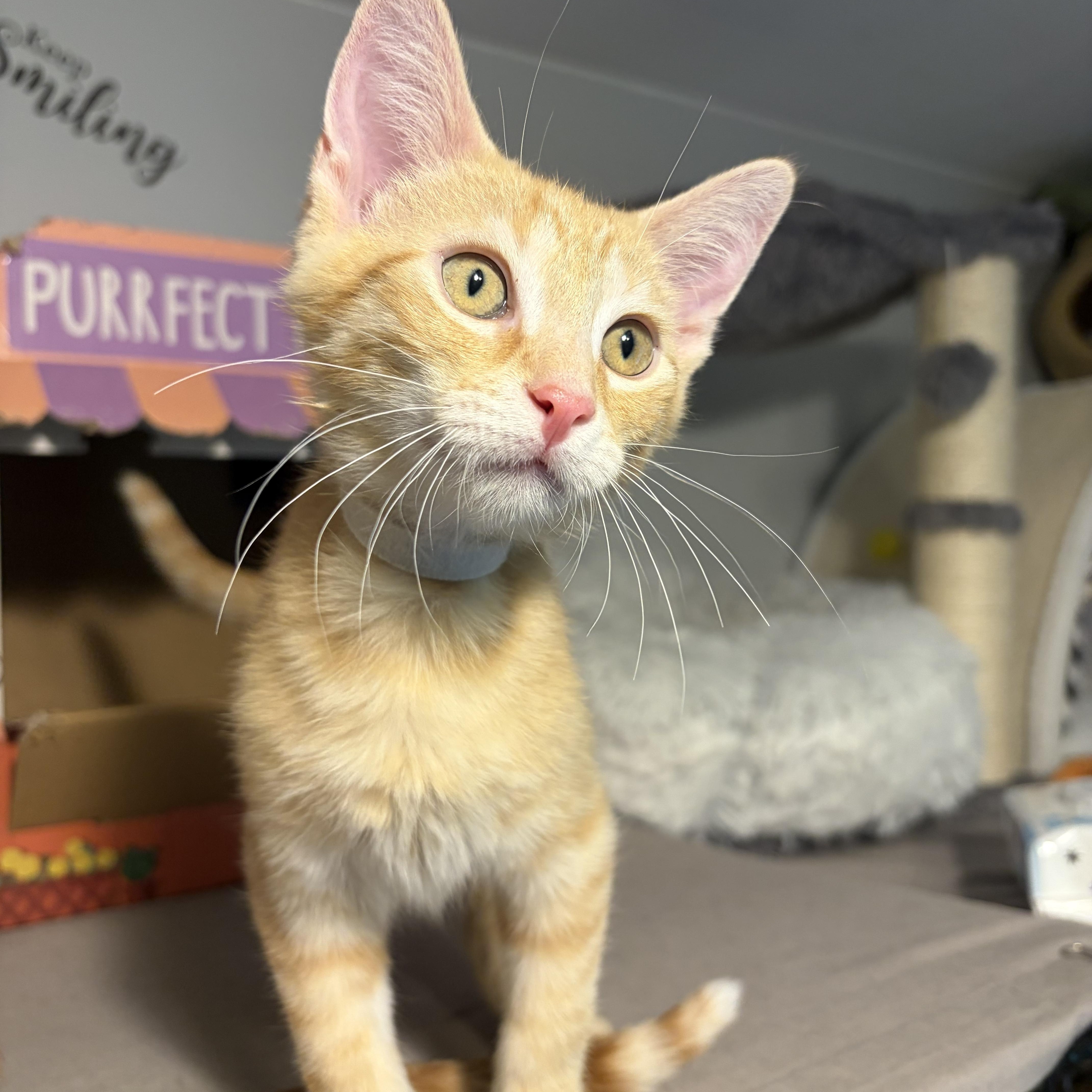 Enlarge Mikael, a ADOPTABLE Domestic Short Hair in South Lyon, MI image 4/5