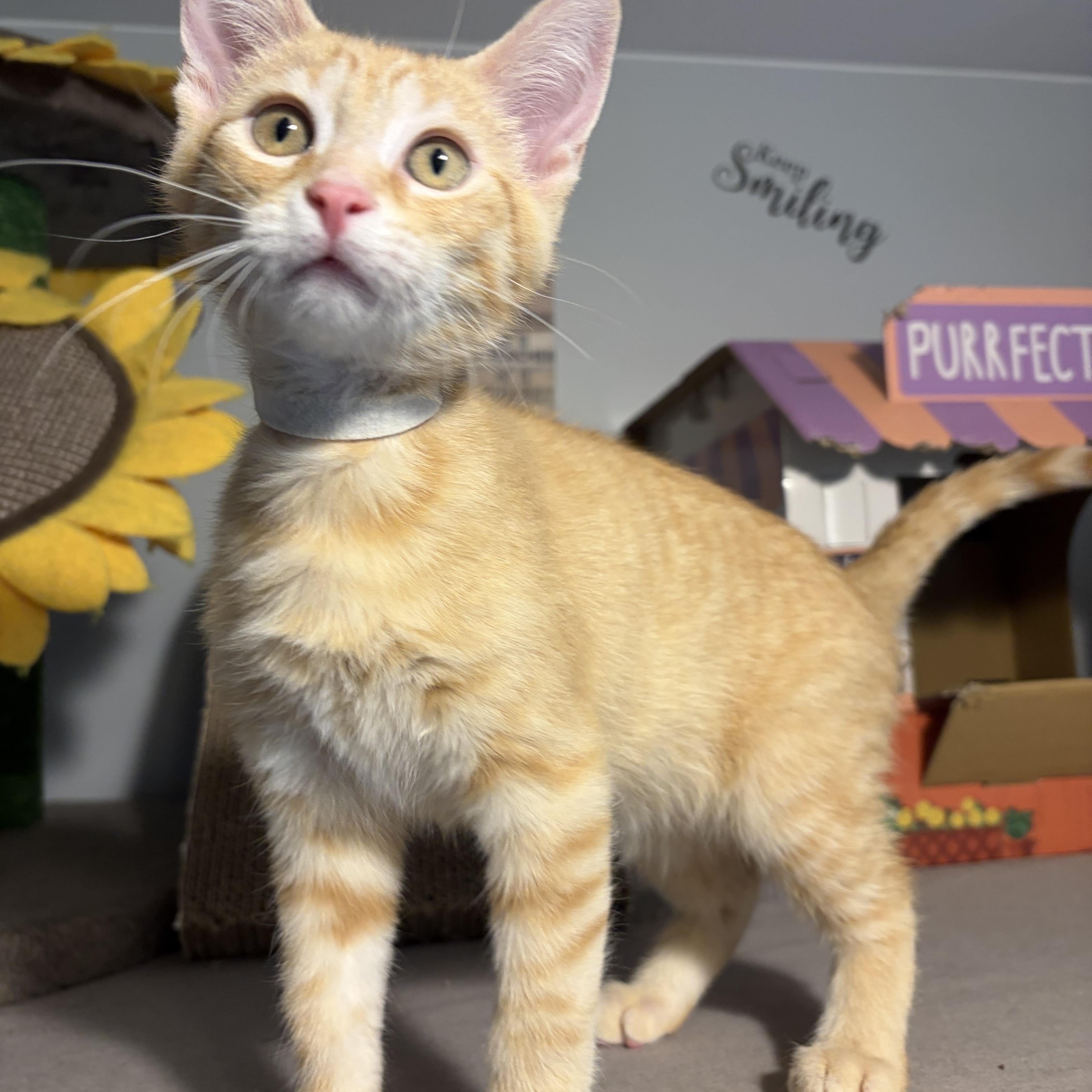 Mikael, ADOPTABLE, Kitten Male Domestic Short Hair.