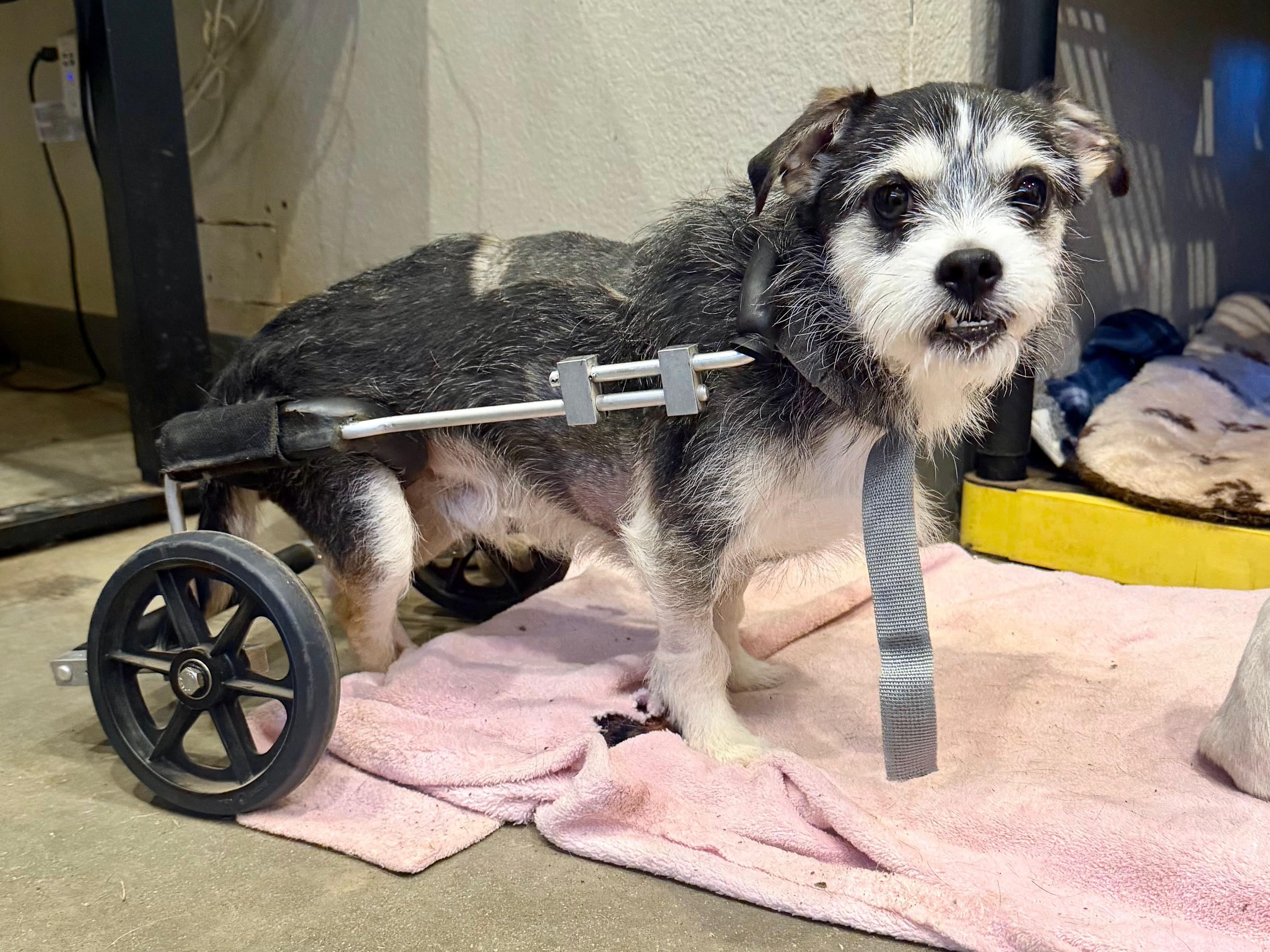 Enlarge Fang, a Adopted mixed breed in Marble Falls, TX image 3/4