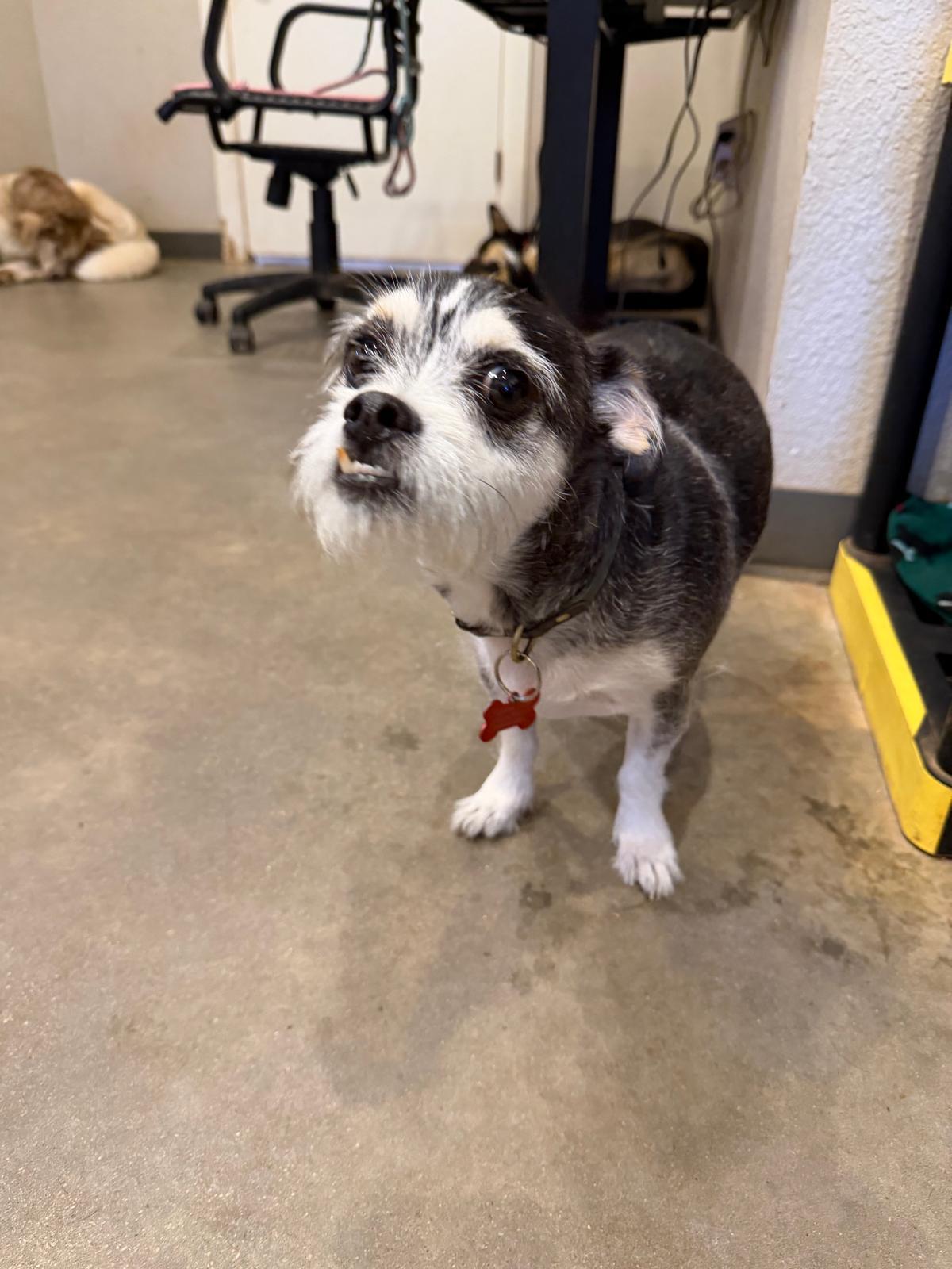 Enlarge Fang, a Adopted mixed breed in Marble Falls, TX image 2/4