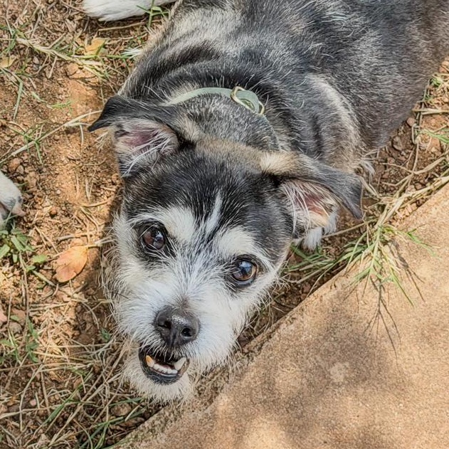 Fang, Adopted, Adult Male Miniature Schnauzer & Chihuahua.