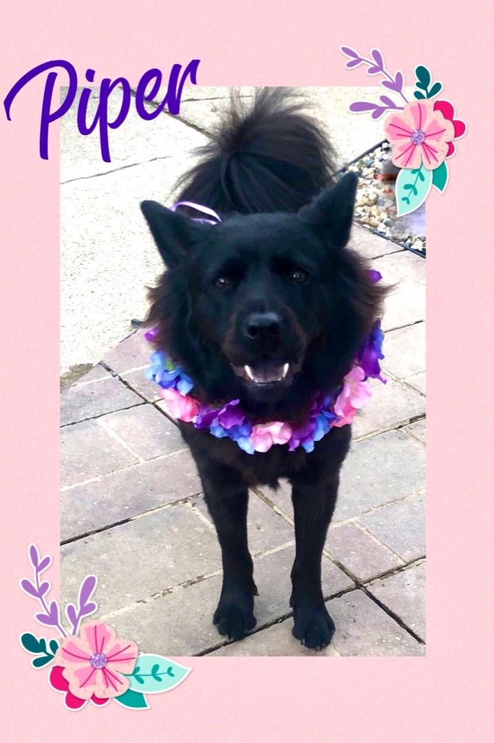 Piper, a Adoptable mixed breed in Westlake, OH image 1/6