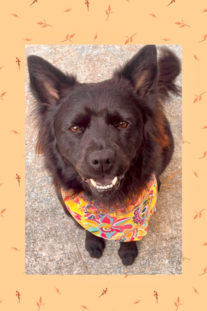 Piper, a Adoptable mixed breed in Westlake, OH image 4/6