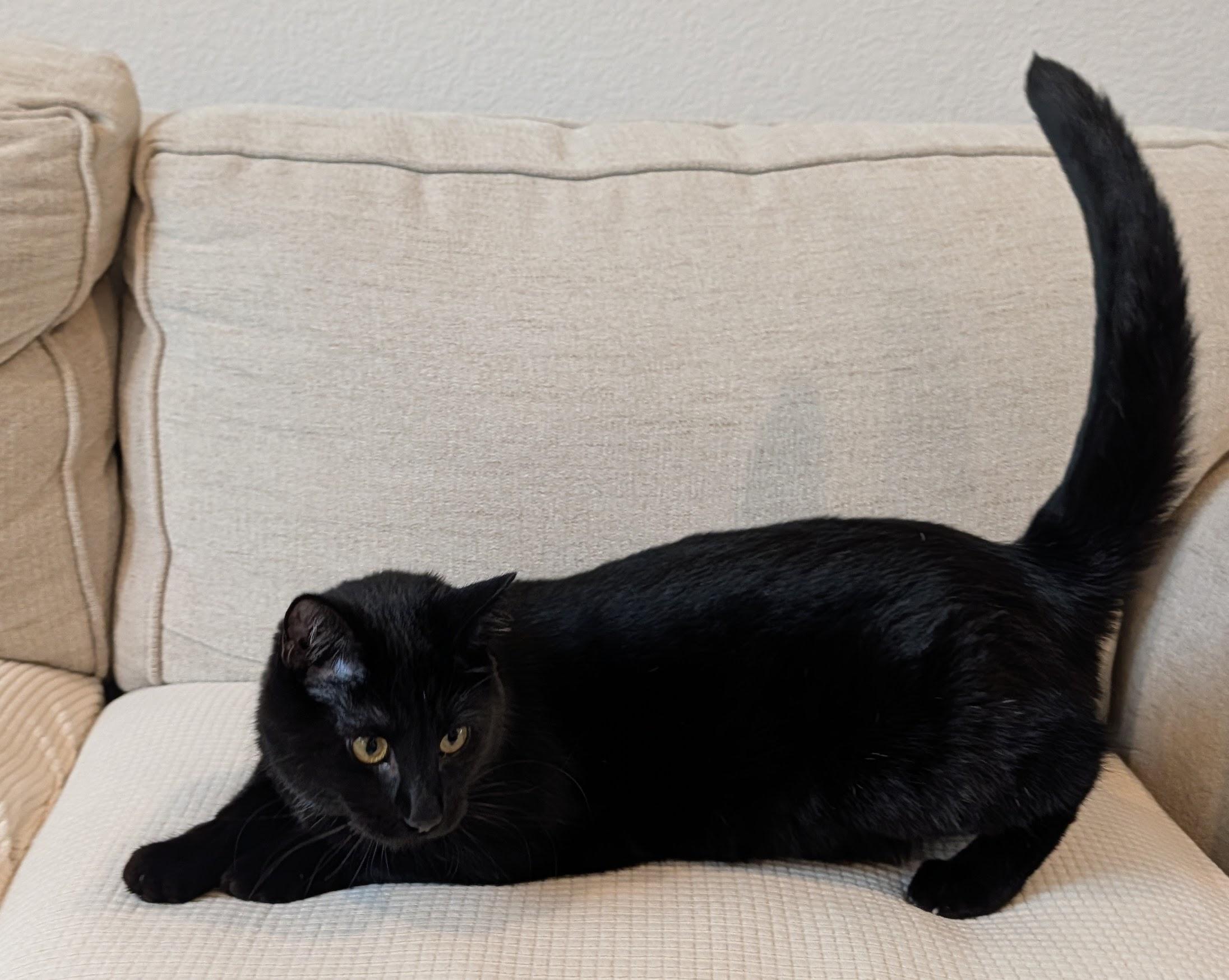 Enlarge Kidney Bean, an adoption pending Domestic Short Hair in Davis, CA image 3/6