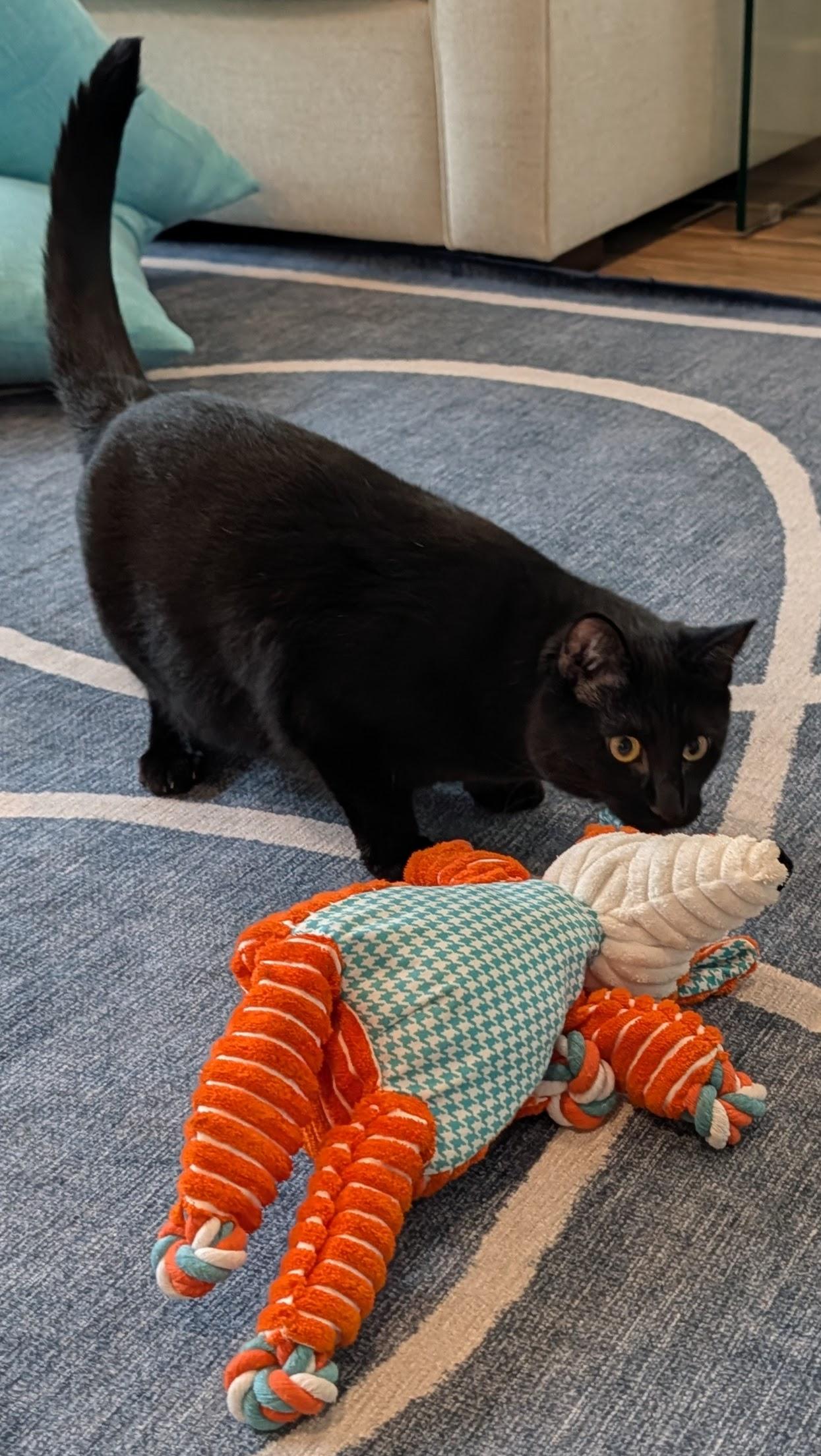 Enlarge Kidney Bean, an adoption pending Domestic Short Hair in Davis, CA image 4/6