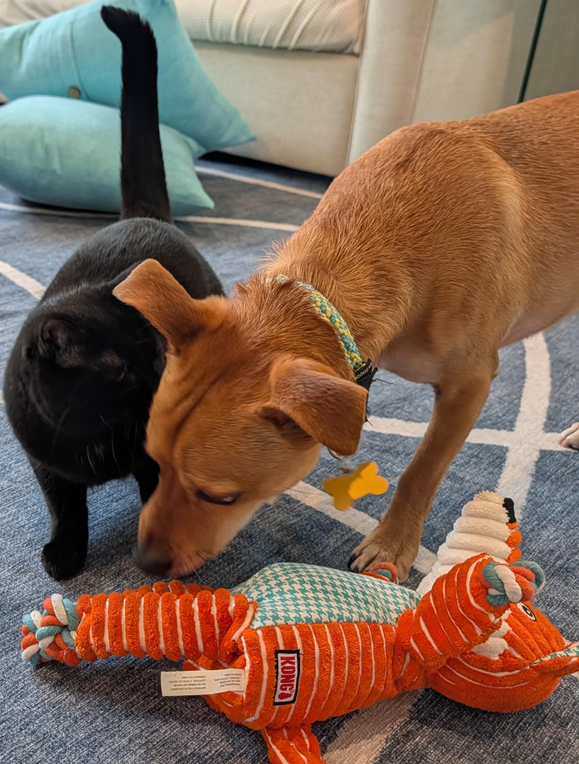 Enlarge Kidney Bean, an adoption pending Domestic Short Hair in Davis, CA image 2/6