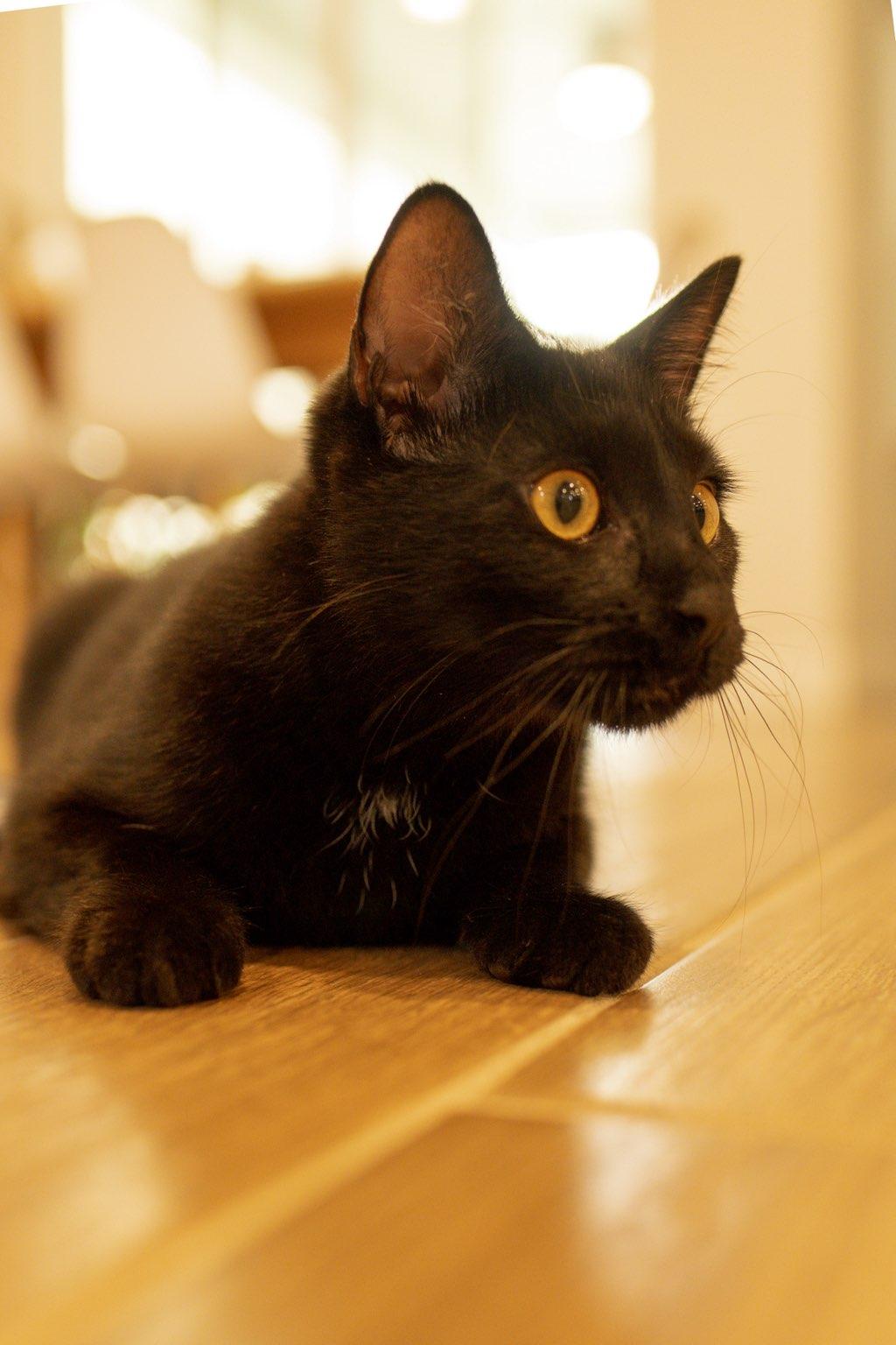 Kidney Bean, Adoptable, Young Female Domestic Short Hair.