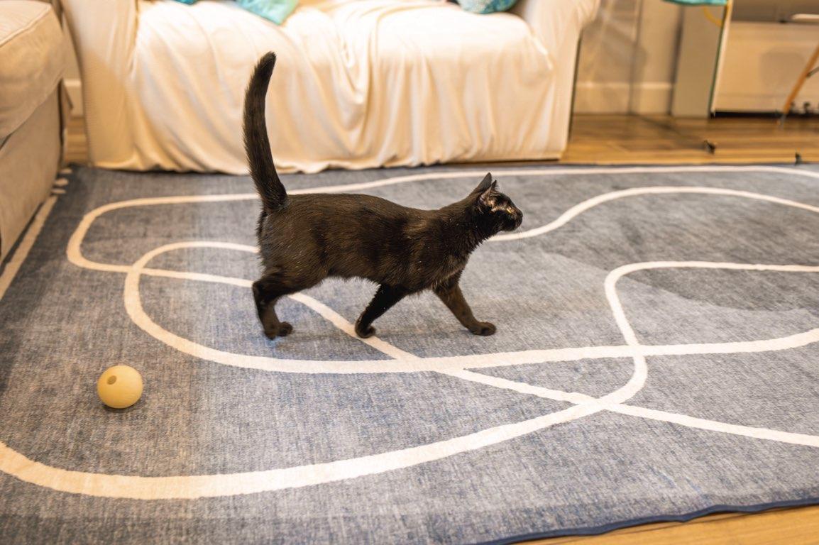 Kidney Bean, a Adoptable Domestic Short Hair in Davis, CA image 2/5