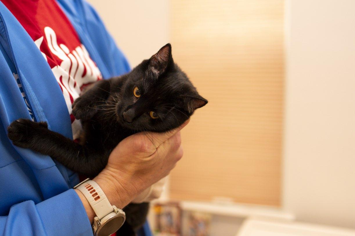 Kidney Bean, a Adoptable Domestic Short Hair in Davis, CA image 4/5