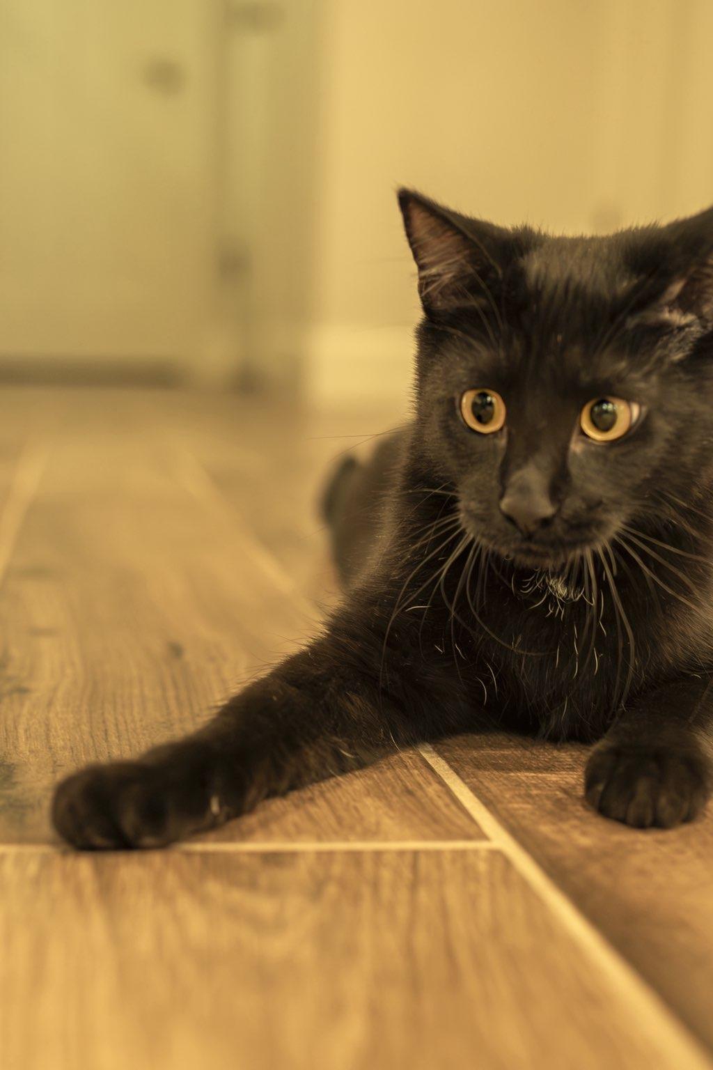 Kidney Bean, a Adoptable Domestic Short Hair in Davis, CA image 5/5