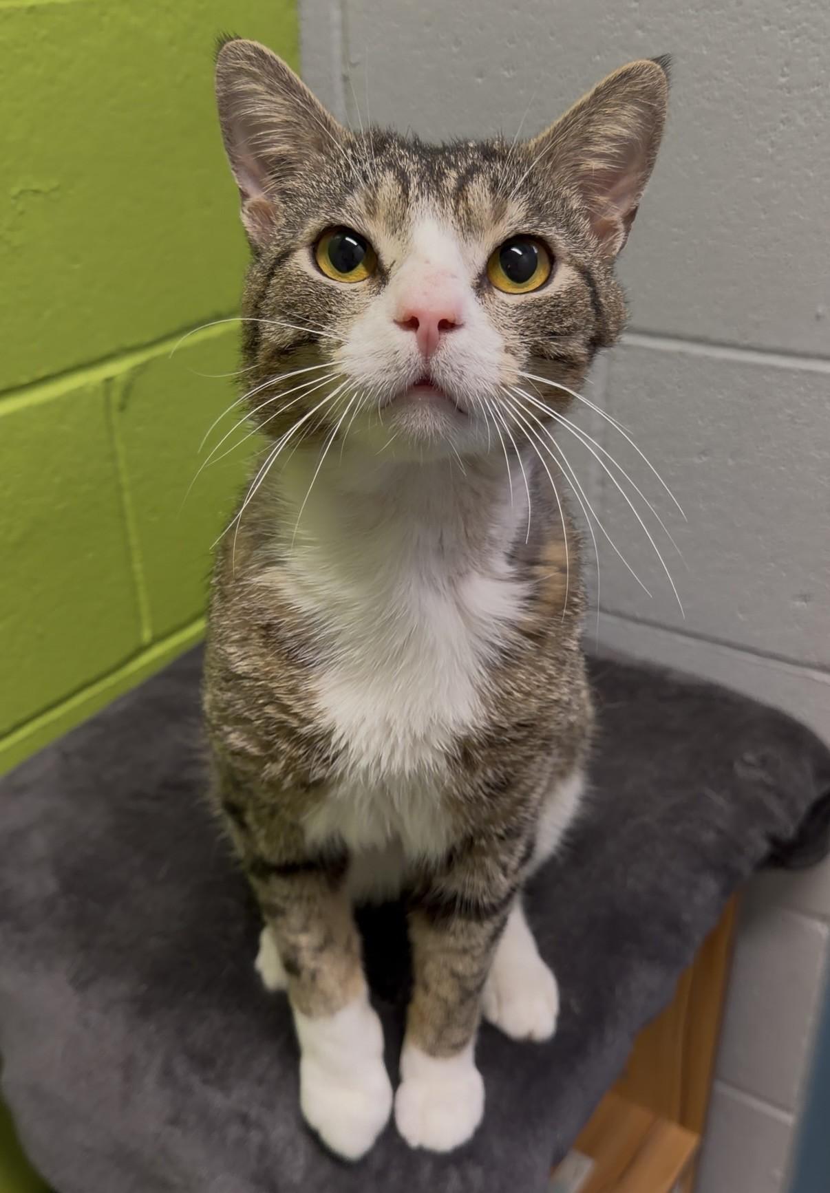 Brock, a ADOPTABLE Domestic Short Hair in Delta, BC image 1/2