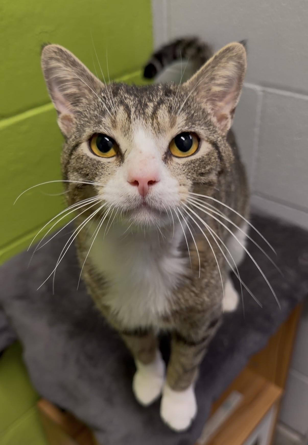 Brock, a ADOPTABLE Domestic Short Hair in Delta, BC image 2/2
