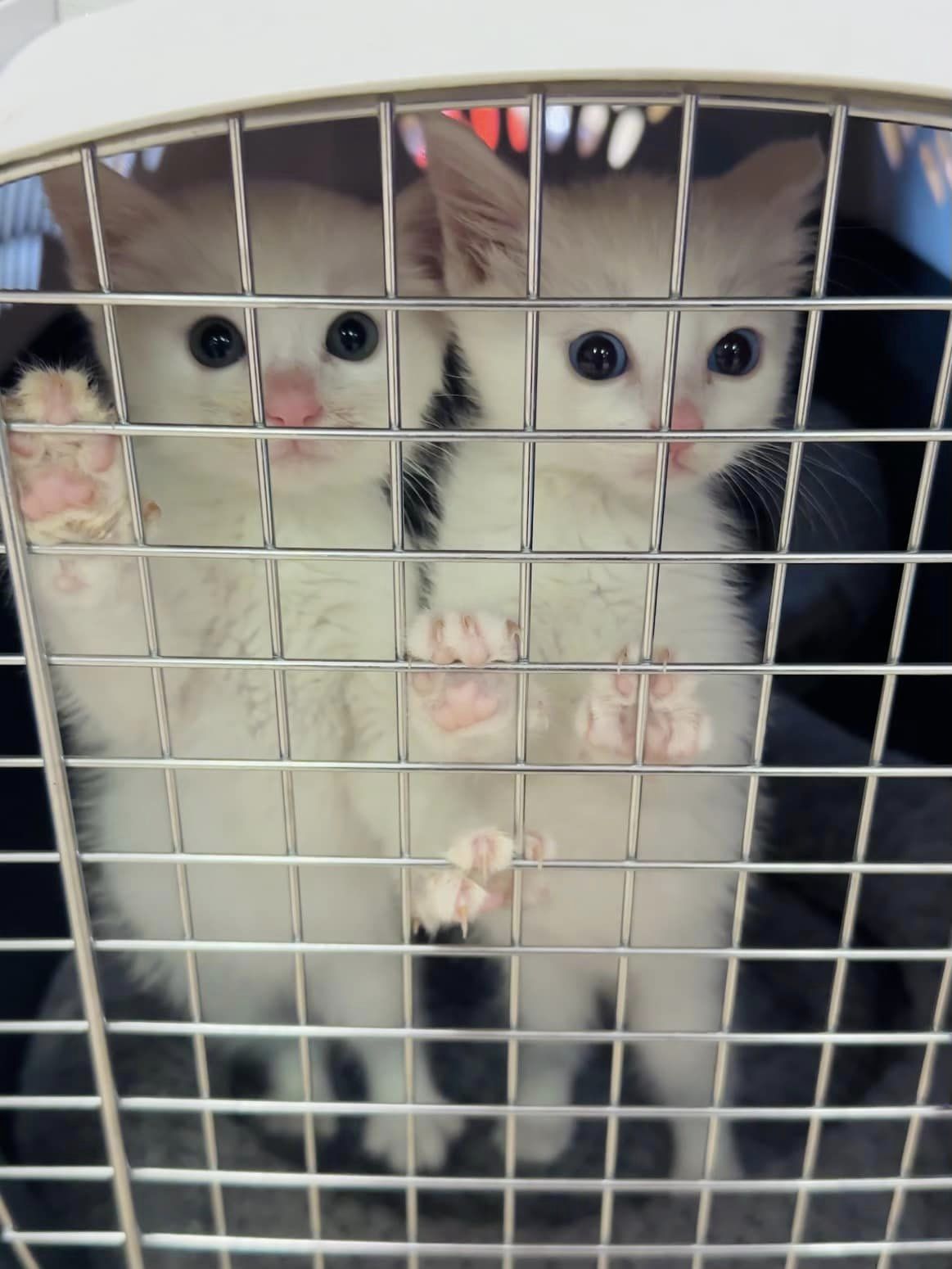 Harold and Gerald, Adopted, Kitten Male Domestic Short Hair.