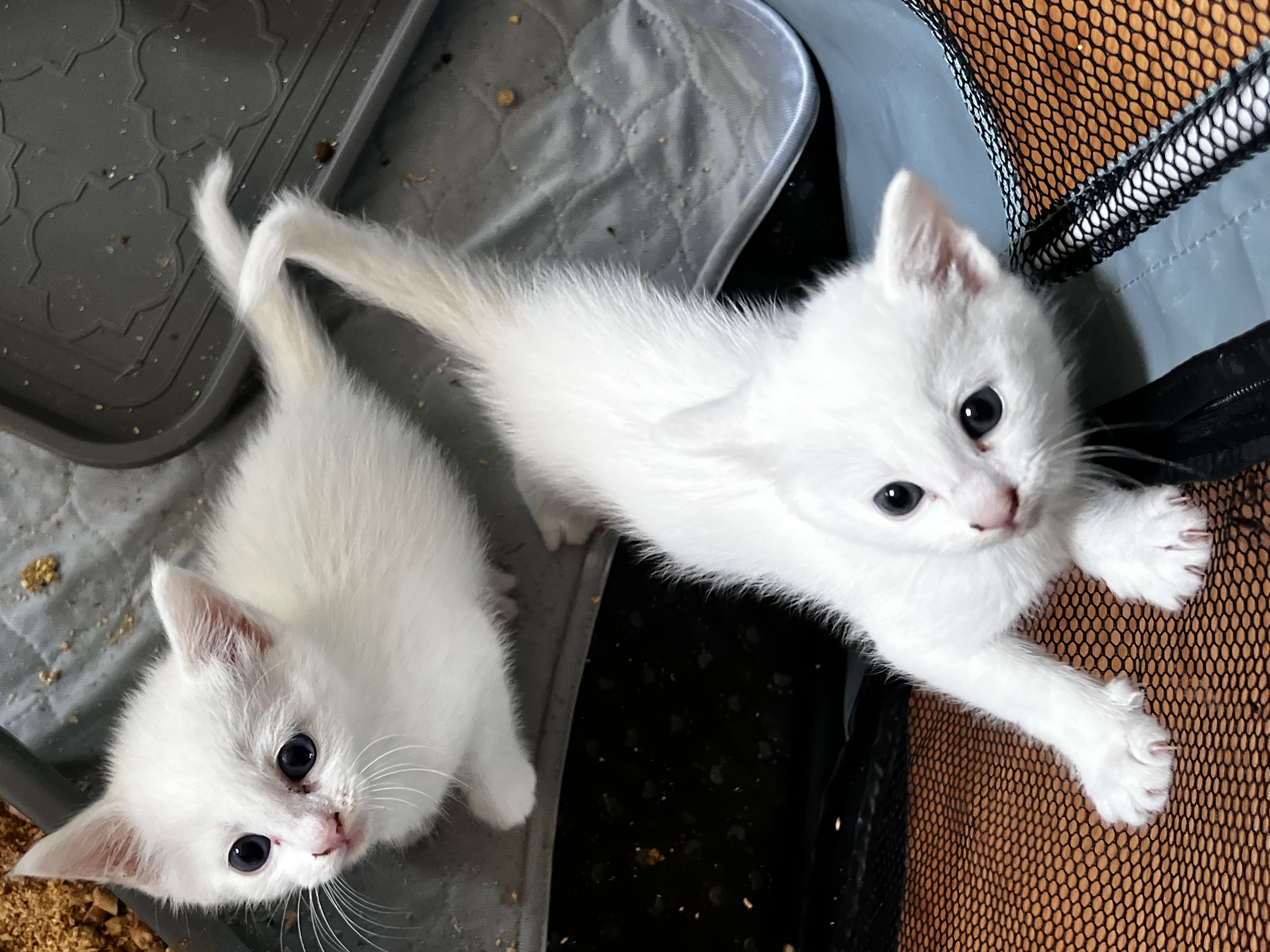 Enlarge Harold and Gerald, a Adopted Domestic Short Hair in Salisbury, NC image 2/2
