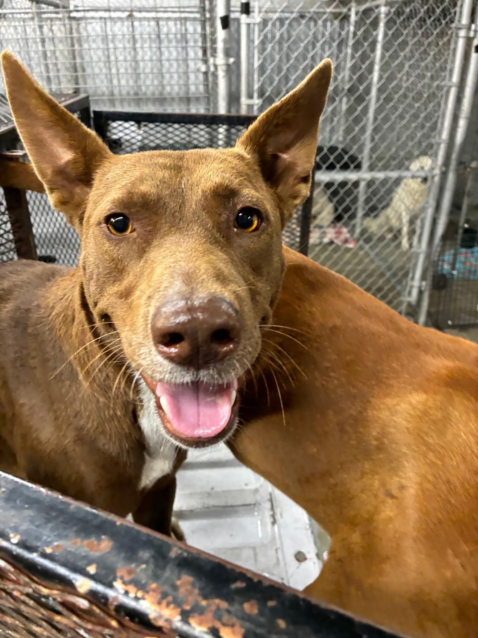 Enlarge Scout, a Adoptable mixed breed in Welling, OK image 1/3