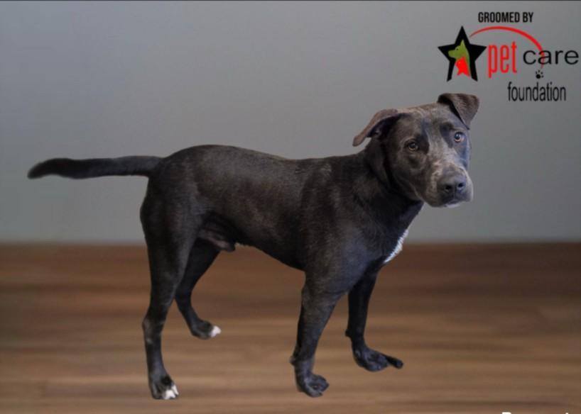 SANTOS, Adoptable, Young Male Pit Bull Terrier & Mixed Breed.