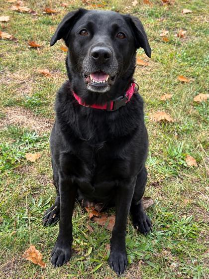 Silvy, Adoptable, Adult Female Labrador Retriever & Mixed Breed.
