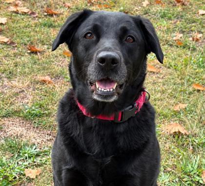 Enlarge Silvy, a Adoptable mixed breed in Gwinn, MI image 2/2
