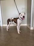 Enlarge Boozer, a Adoptable mixed breed in Sterling, CO image 1/1