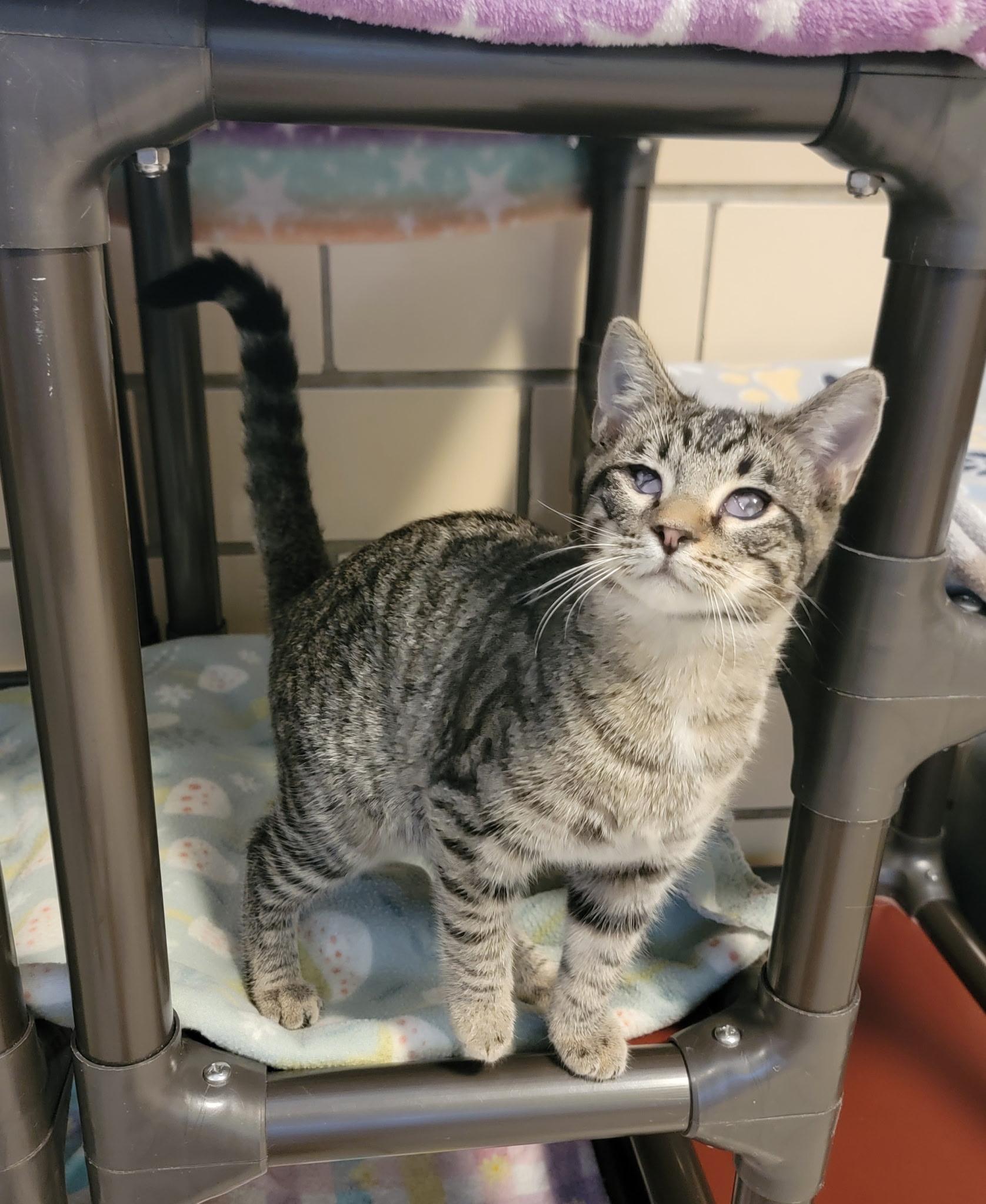 Seth, adopted, Kitten Male Domestic Short Hair.