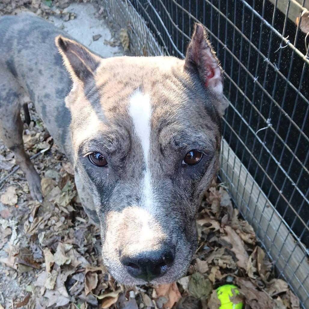 Sprite, Adoptable, Adult Female Pit Bull Terrier.