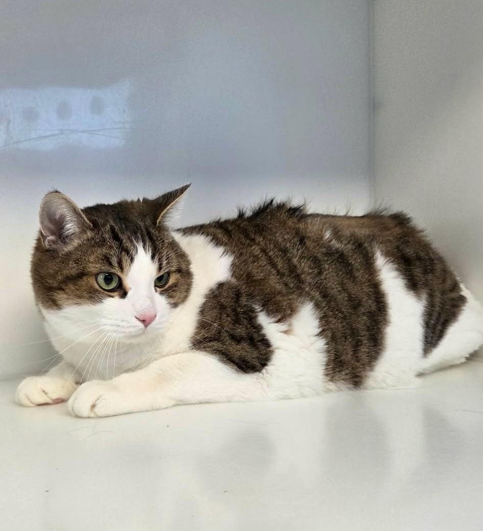 Enlarge Indiana, a Adopted Domestic Short Hair in Delson, QC image 1/1