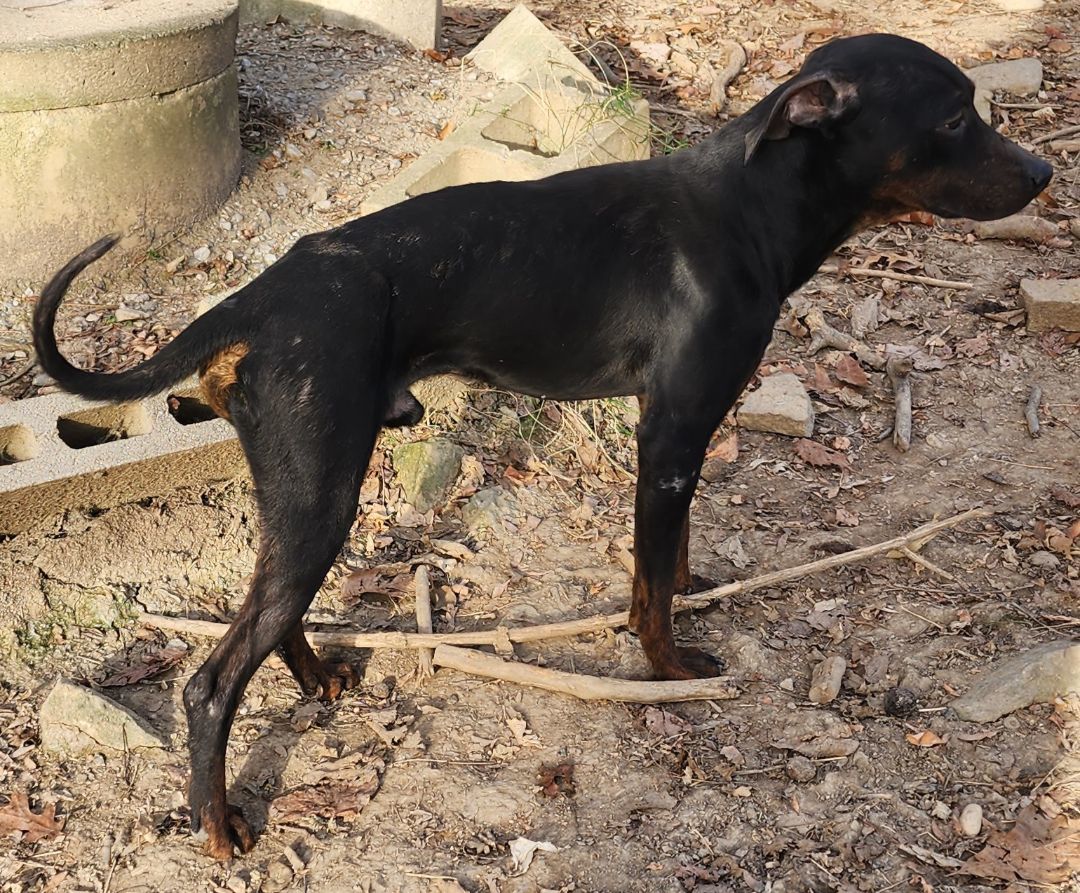 Jeb, an adoptable Hound, Doberman Pinscher in Cincinnati, OH, 45255 | Photo Image 2