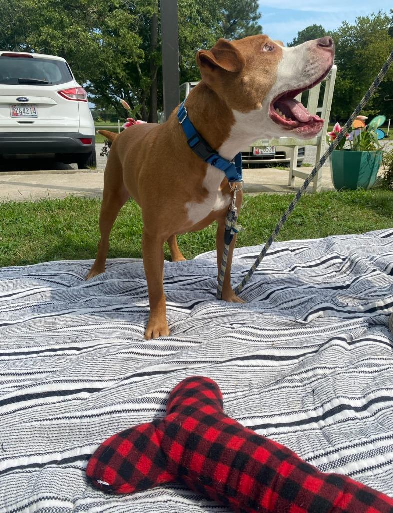 Ryda, Adoptable, Adult Male Pit Bull Terrier.