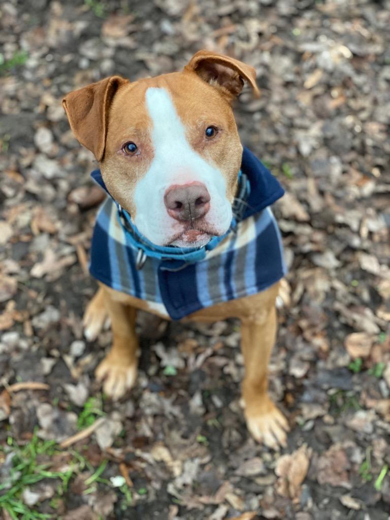 Ryda, Adoptable, Adult Male Pit Bull Terrier.