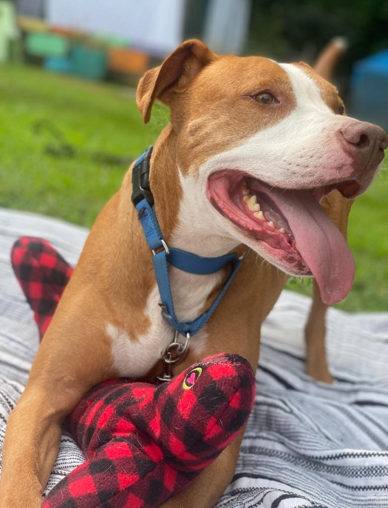 Ryda, a Adoptable Pit Bull Terrier in Berlin, MD image 6/6