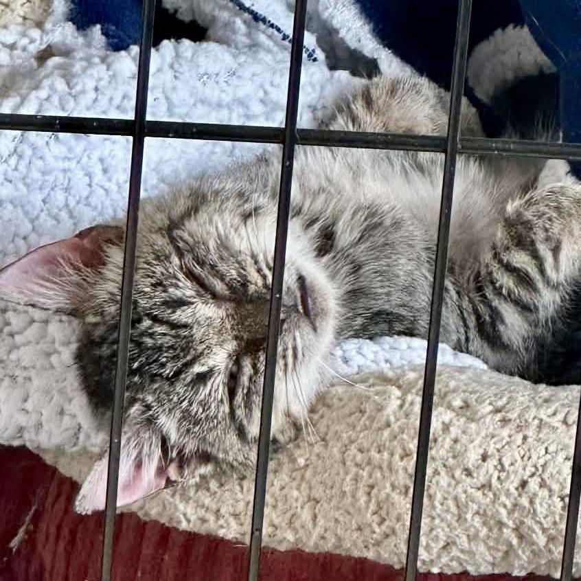 Fancy, a Adoptable Domestic Short Hair in Othello, WA image 1/3