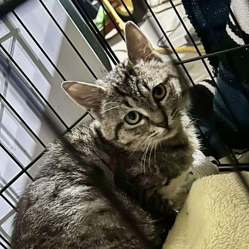 Fancy, a Adoptable Domestic Short Hair in Othello, WA image 2/3