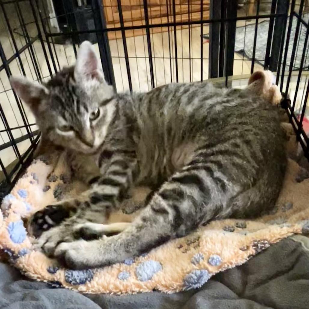 Fancy, a Adoptable Domestic Short Hair in Othello, WA image 3/3