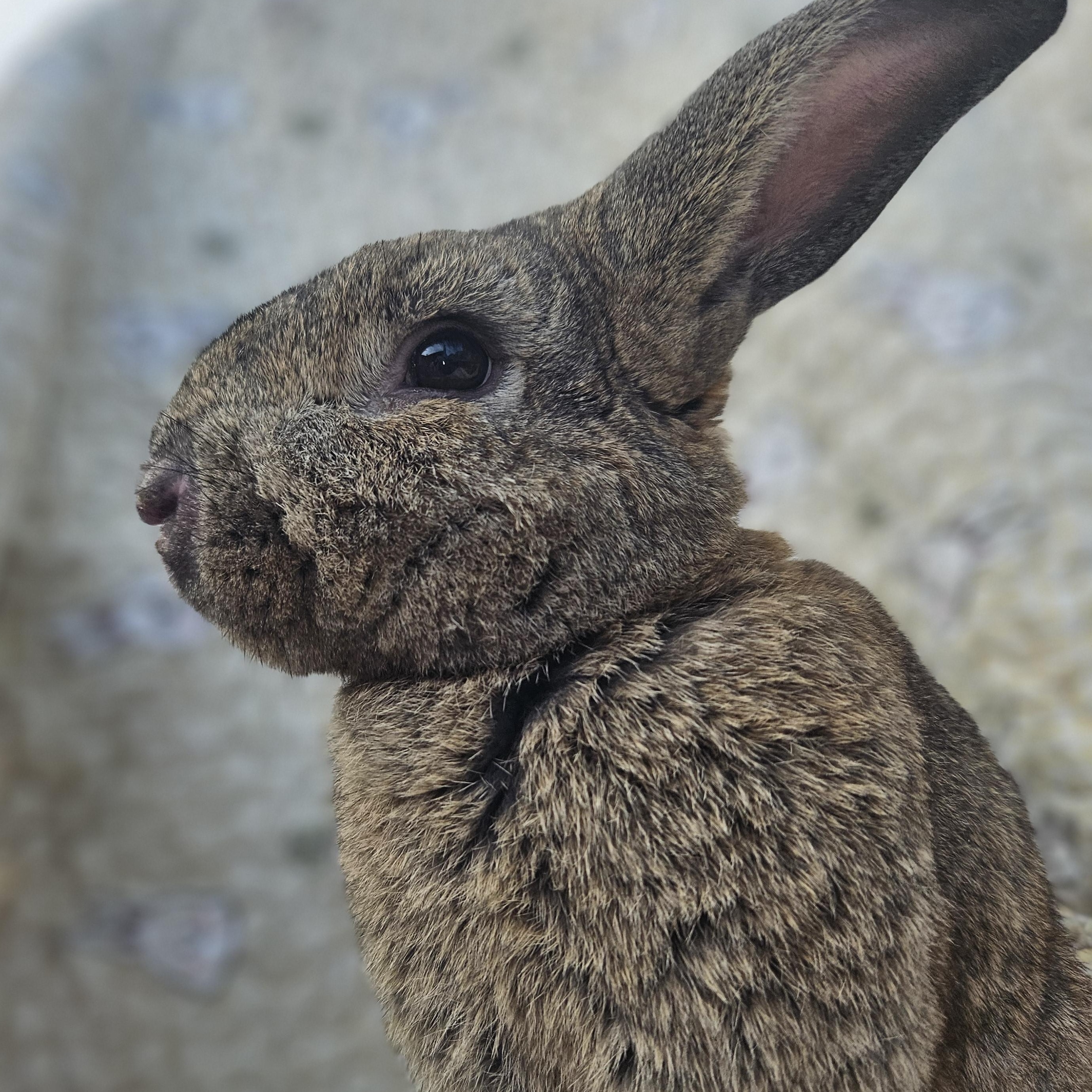 Benjamin Button, ADOPTABLE, Adult Male Palomino & Flemish Giant.