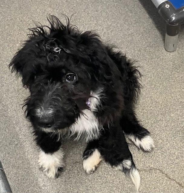 Enlarge Moon 5months, a Adoptable mixed breed in Sterling, MA image 3/3