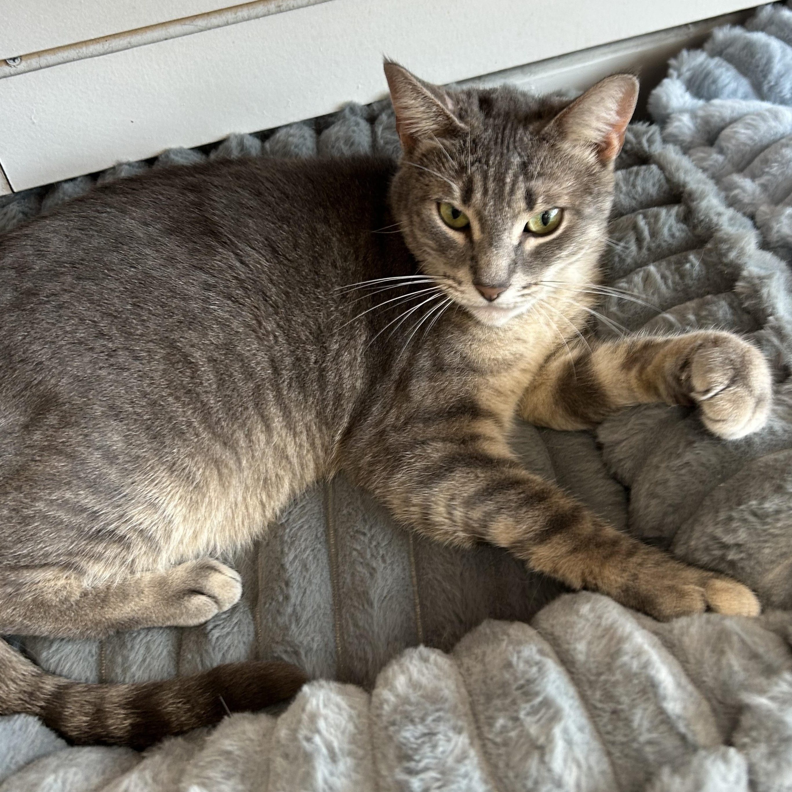 Ingrid-7/9/26, adopted, Young Female Tabby.