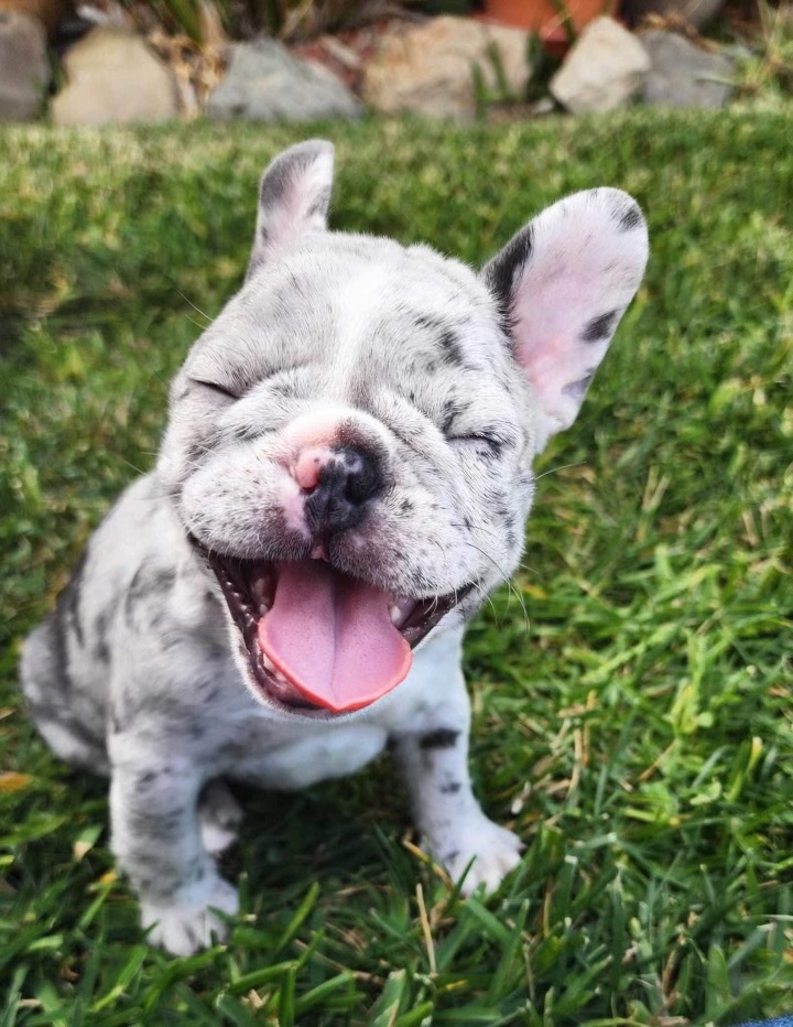 Roxy, Adopted, Puppy Female French Bulldog.