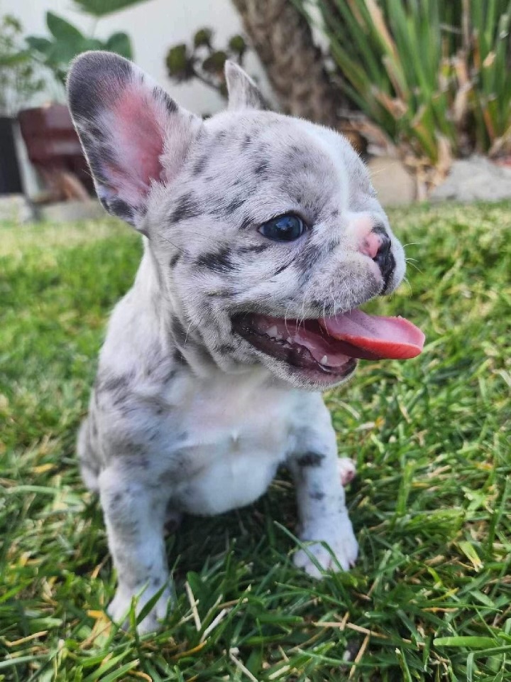 Roxy, a Adopted French Bulldog in Huntington Beach, CA image 2/3