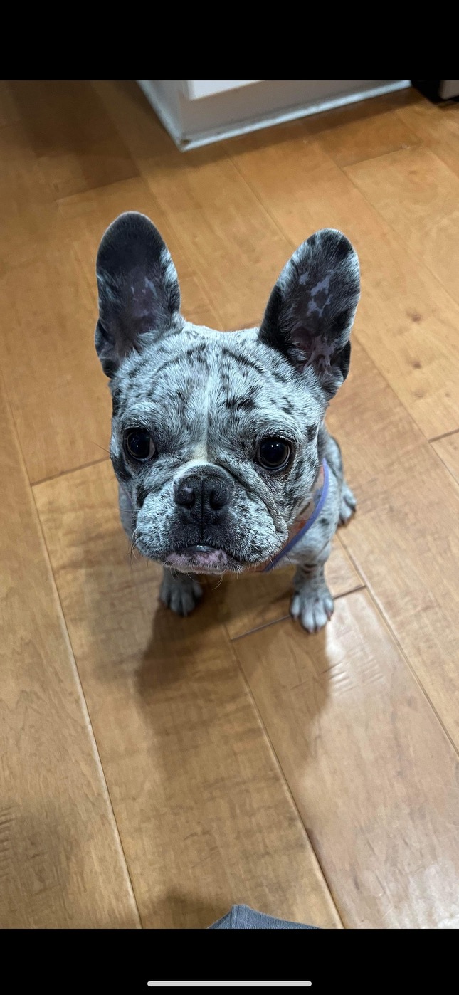 Roxy, a Adopted French Bulldog in Huntington Beach, CA image 3/3