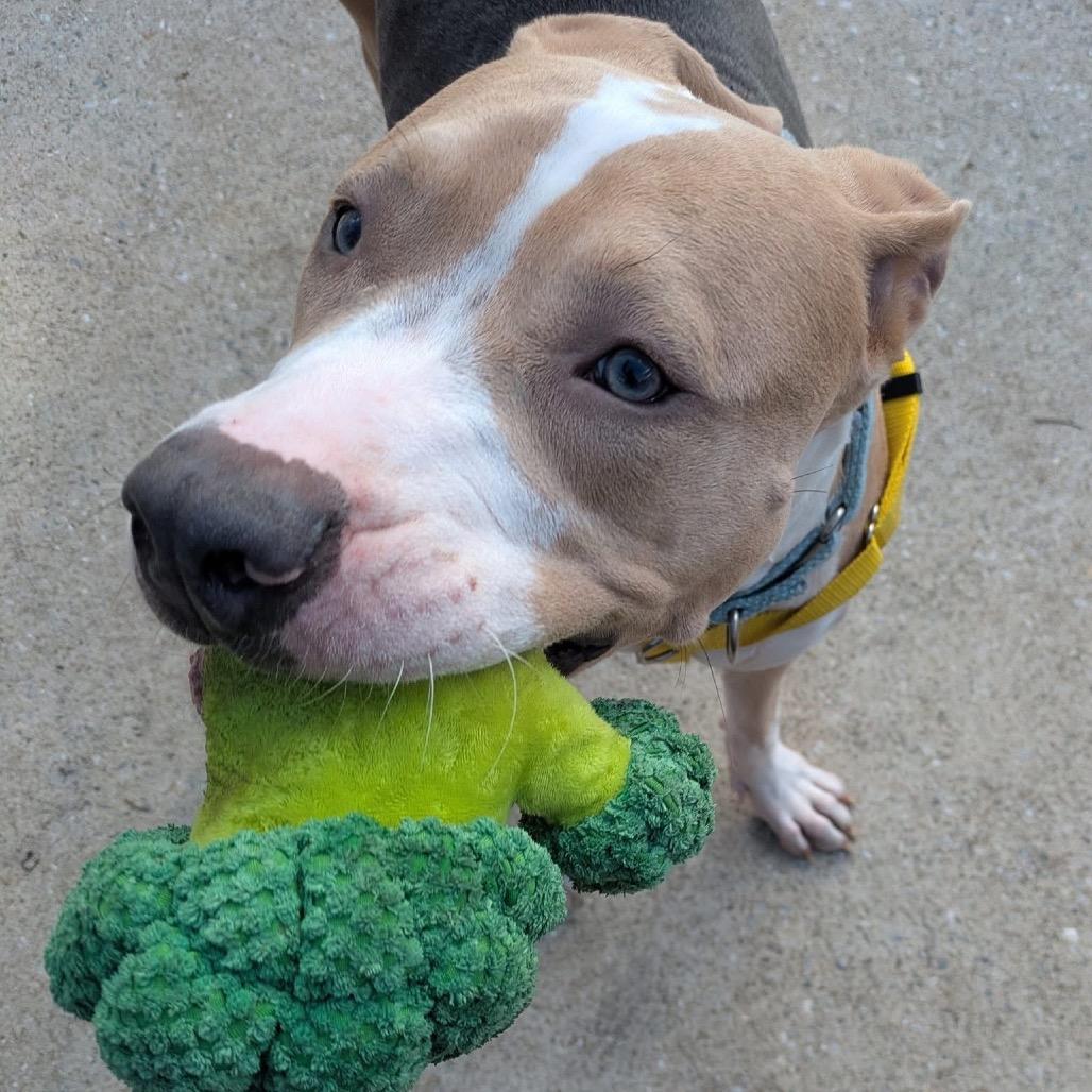 Jabarkus, Adoptable, Young Male American Staffordshire Terrier.
