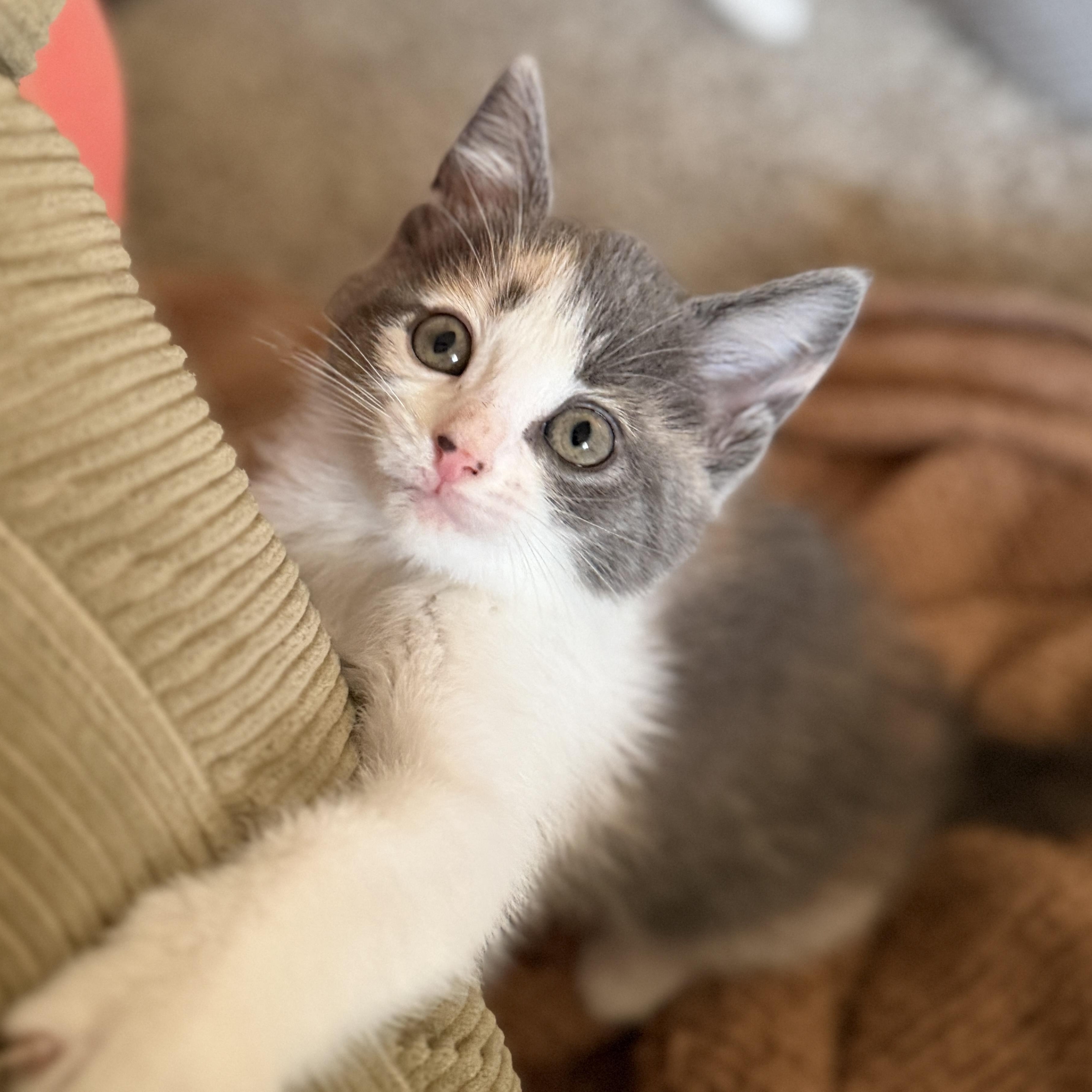 Ginger, adopted, Kitten Female Domestic Short Hair.