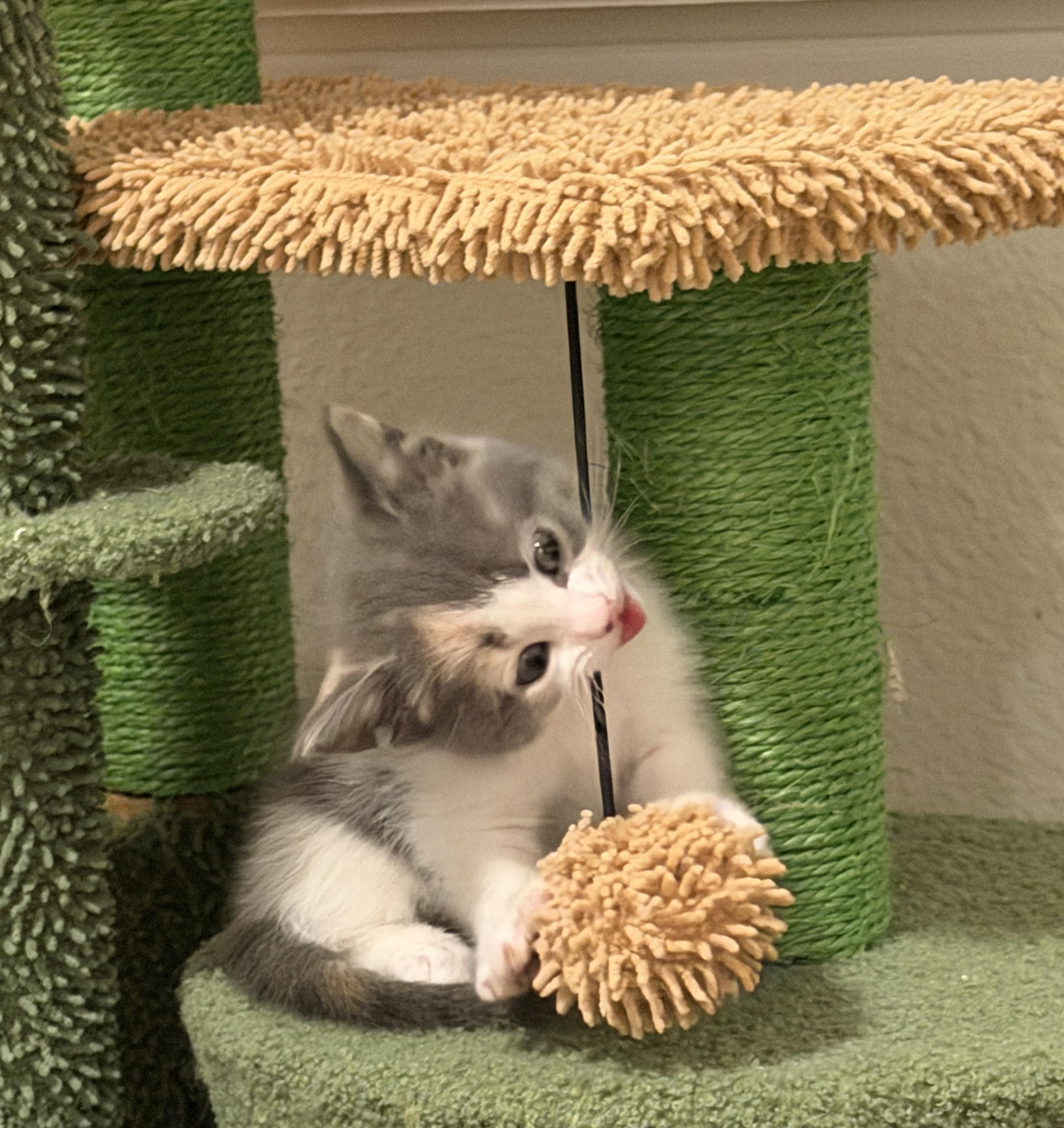 Ginger, an adopted Domestic Short Hair in Indianapolis, IN image 2/6