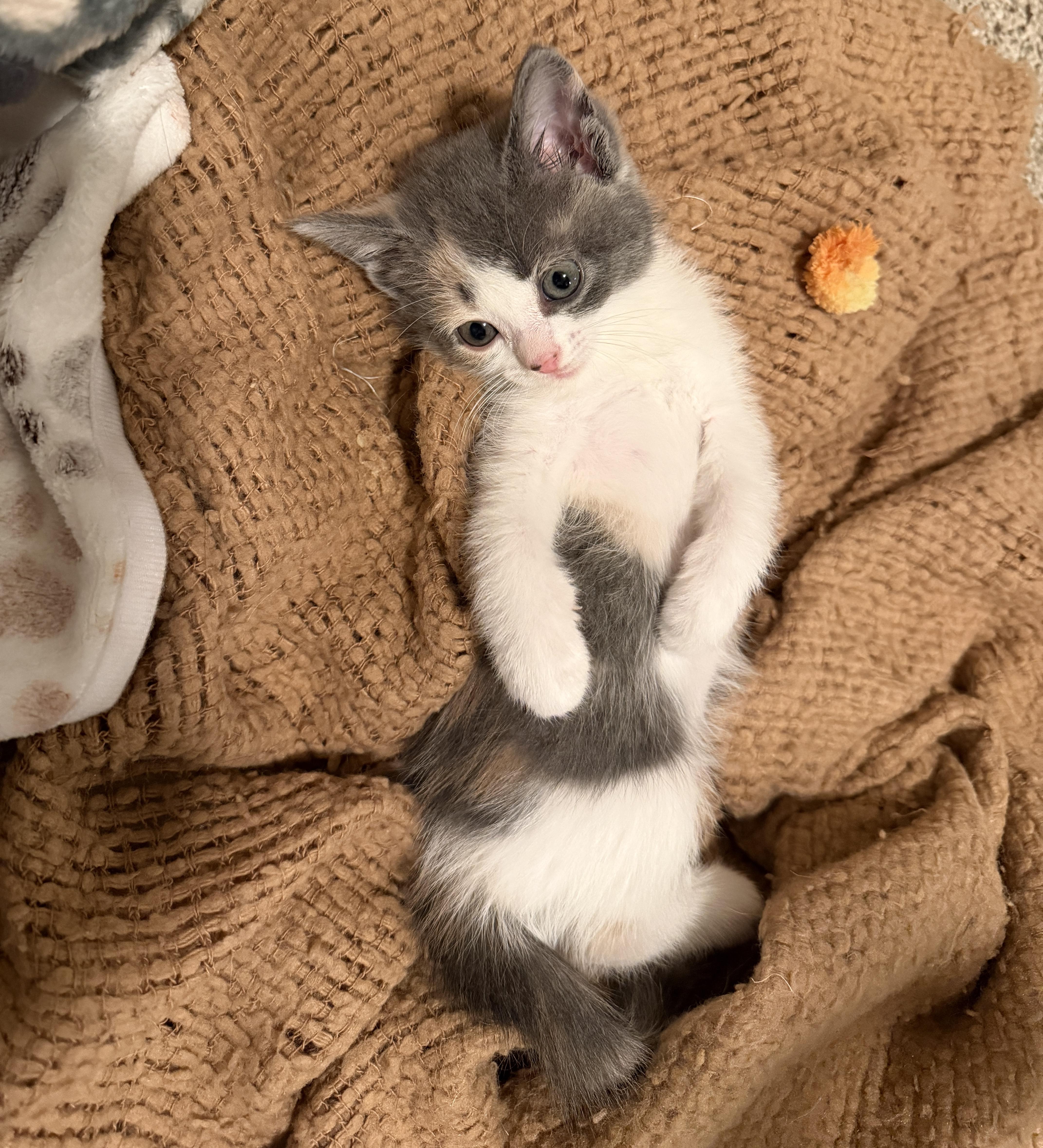Ginger, an adopted Domestic Short Hair in Indianapolis, IN image 6/6