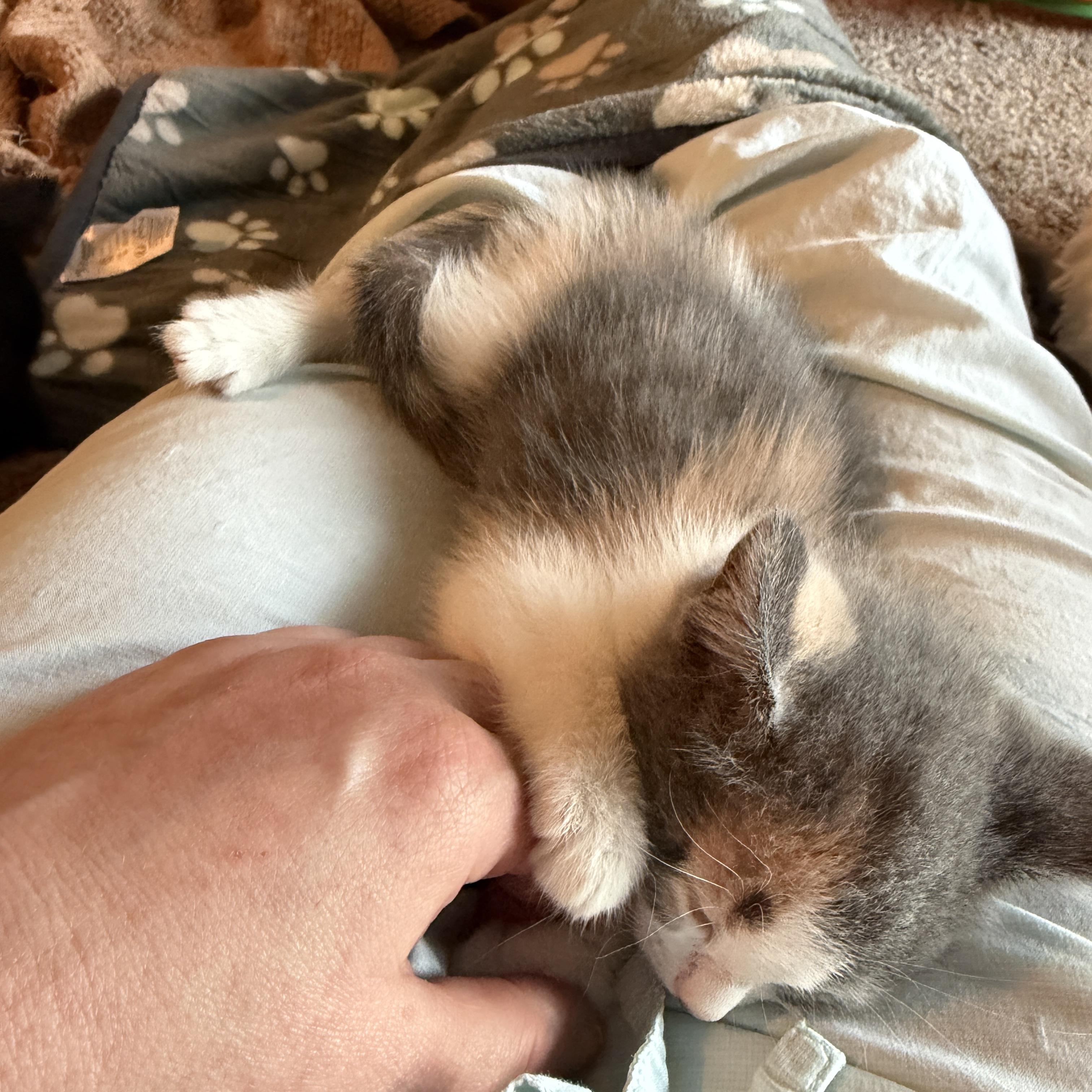 Ginger, an adopted Domestic Short Hair in Indianapolis, IN image 5/6