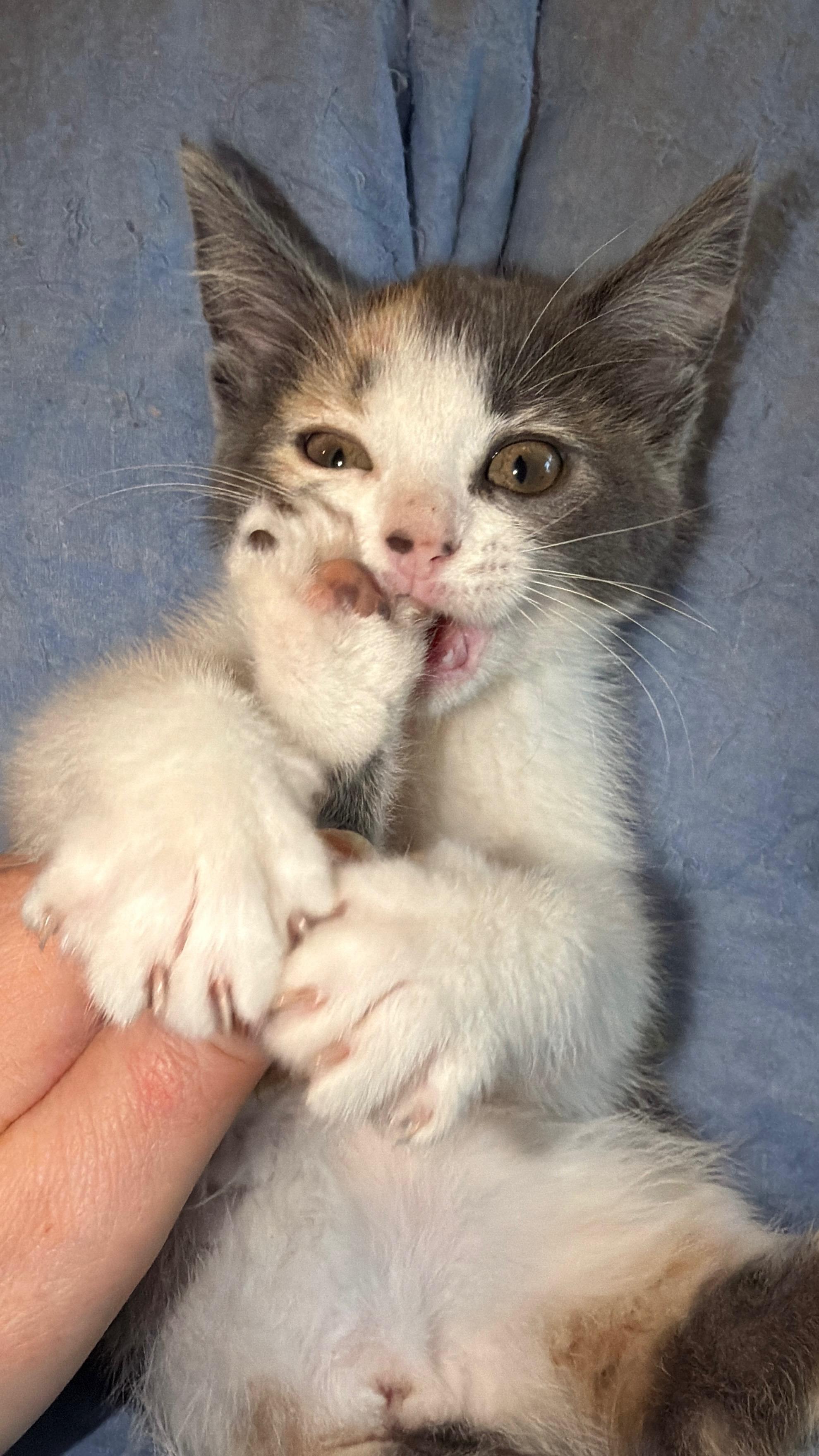 Ginger, an adopted Domestic Short Hair in Indianapolis, IN image 3/6