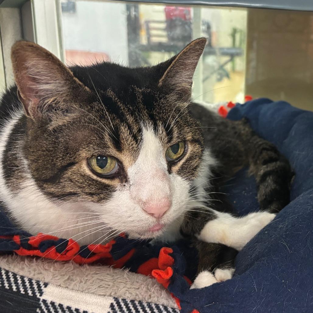 Enlarge TyGer, a Adoptable Domestic Short Hair in Walden, NY image 1/1