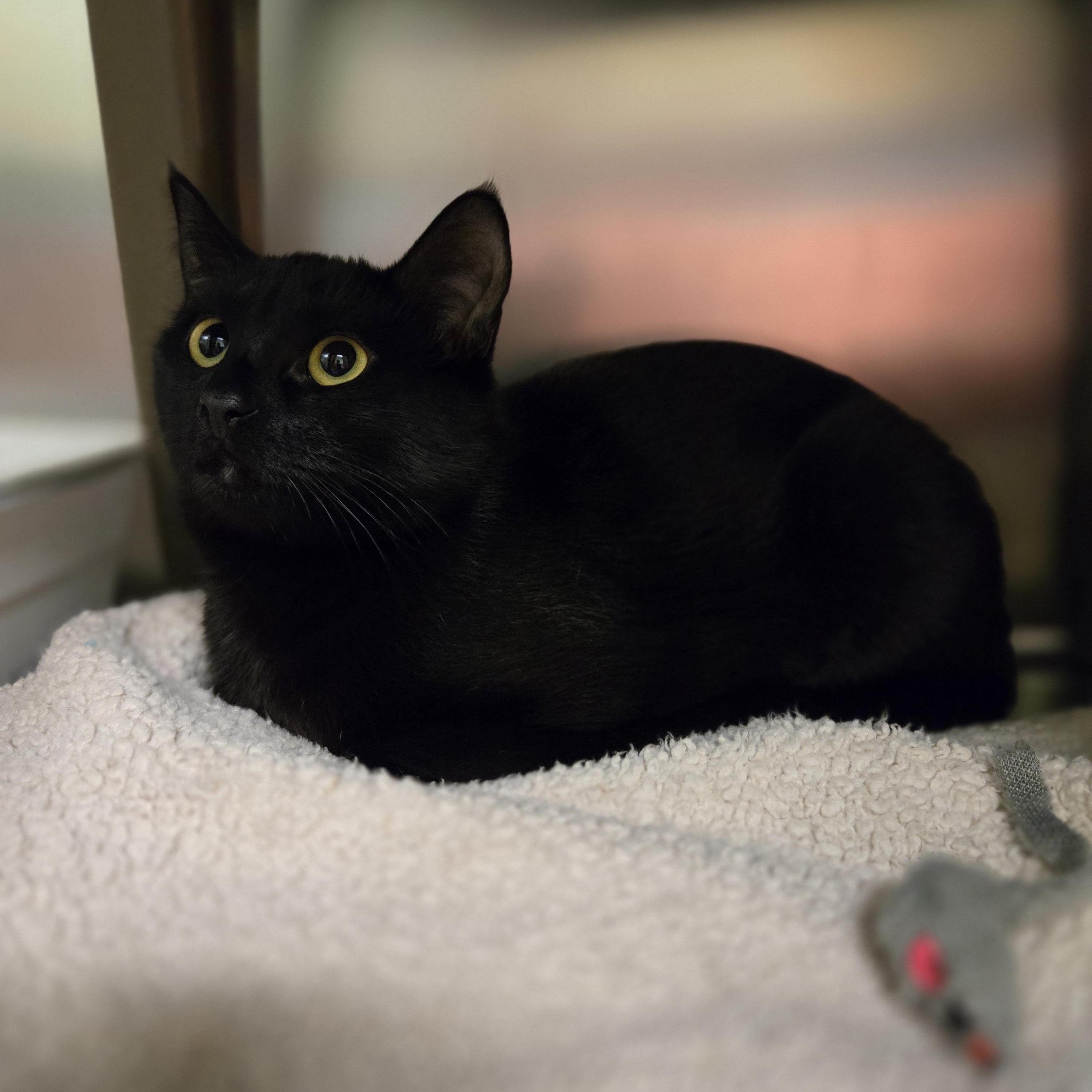 Enlarge Pepper, an adopted Domestic Short Hair in Paris, ME image 2/2