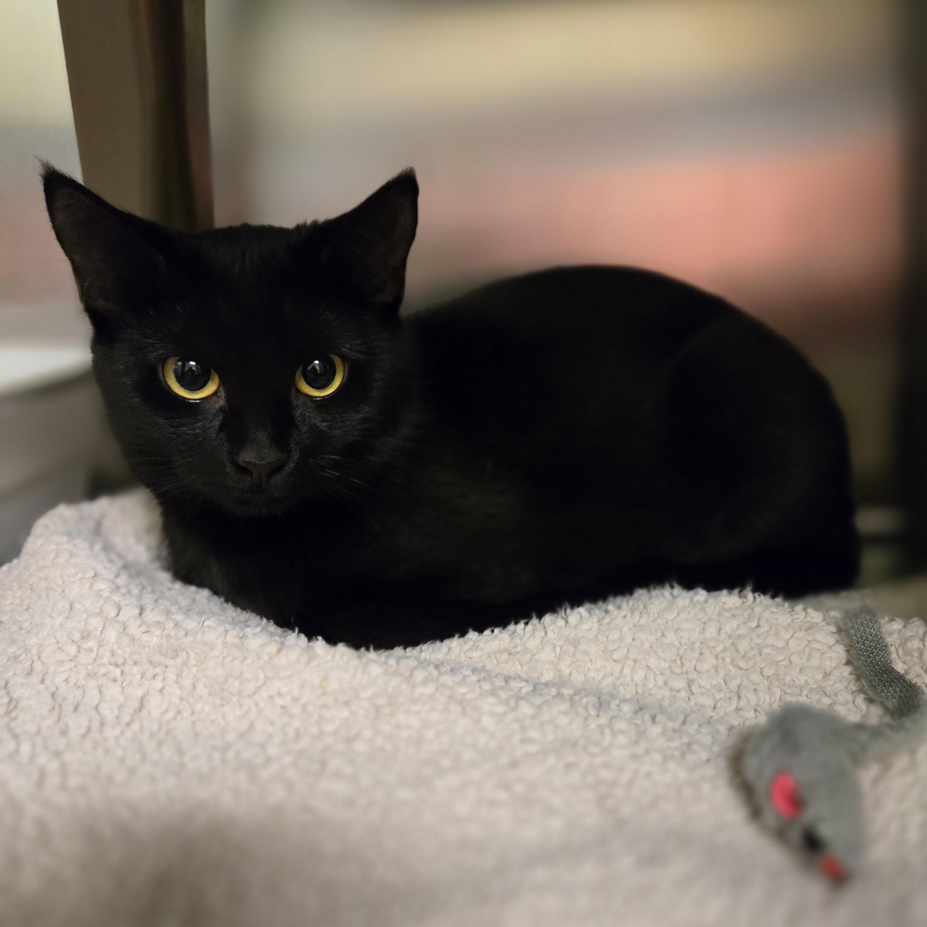 Pepper, adopted, Young Female Domestic Short Hair.